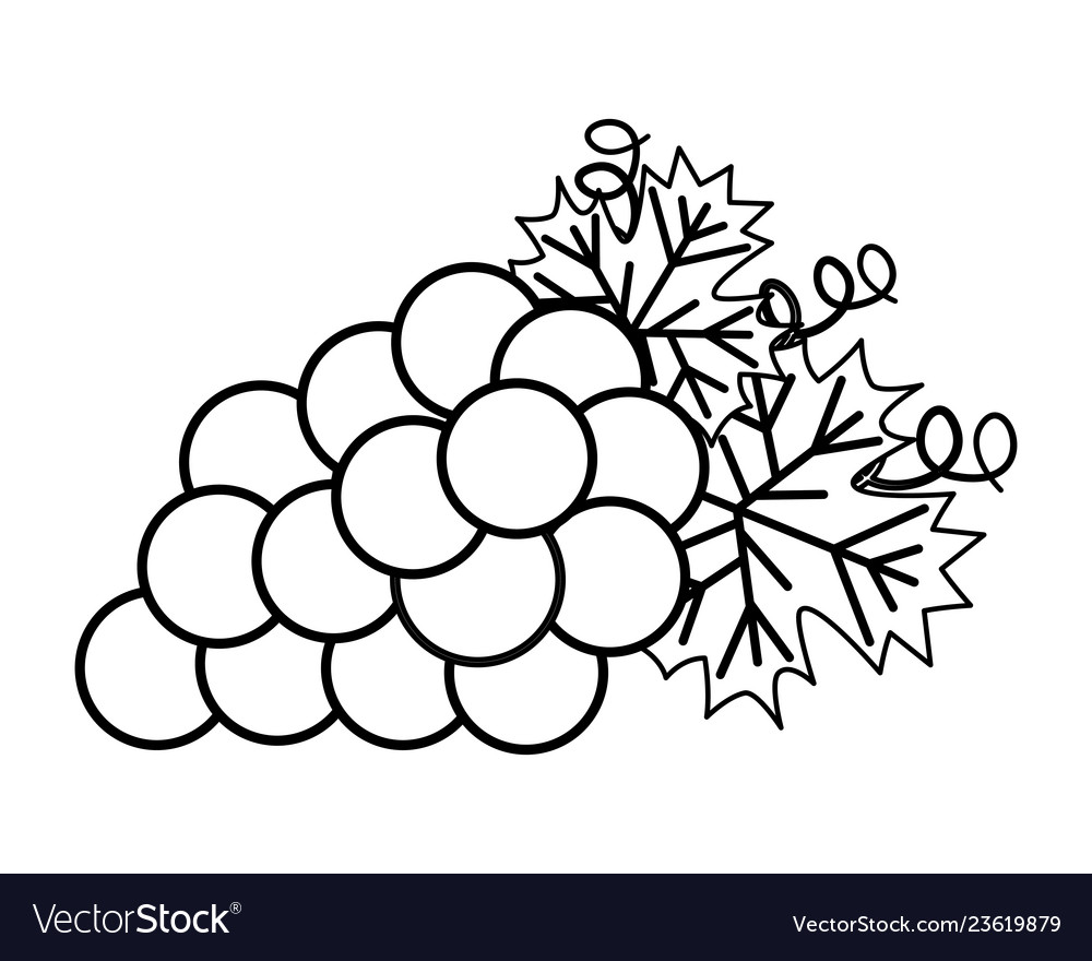 Bunch fresh grapes Royalty Free Vector Image - VectorStock