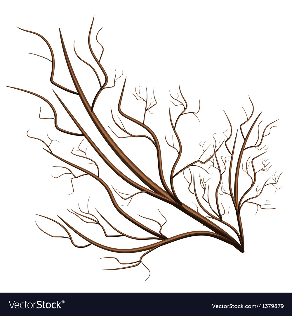 Image isolated on white background tree branch