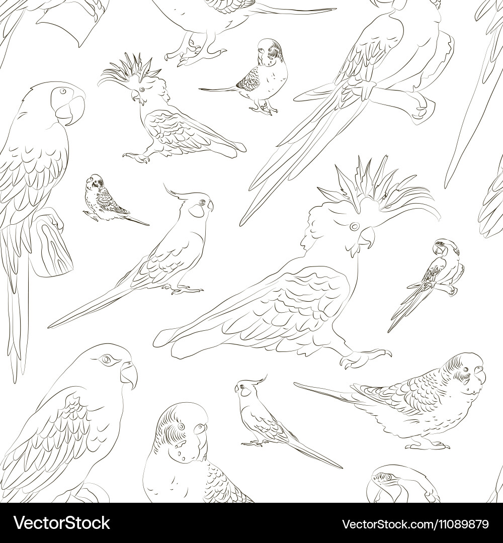 Parrots set pattern Royalty Free Vector Image - VectorStock