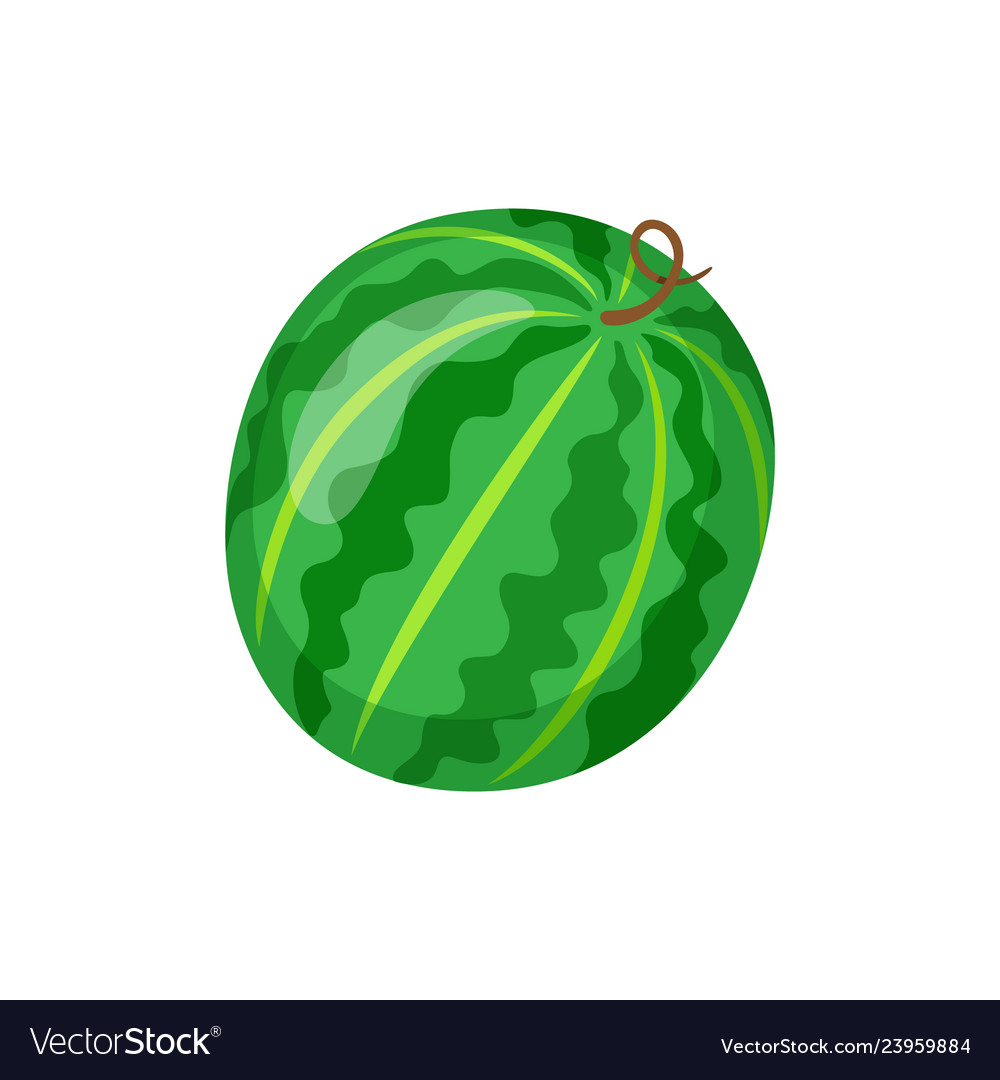 Watermelon fruit rounded shape juicy berry