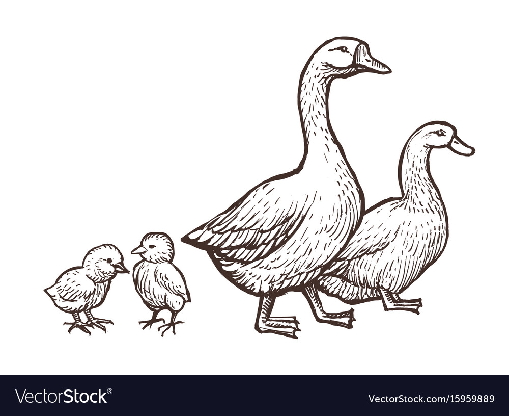 Goose and duck farm animals sketch hand drawn Vector Image