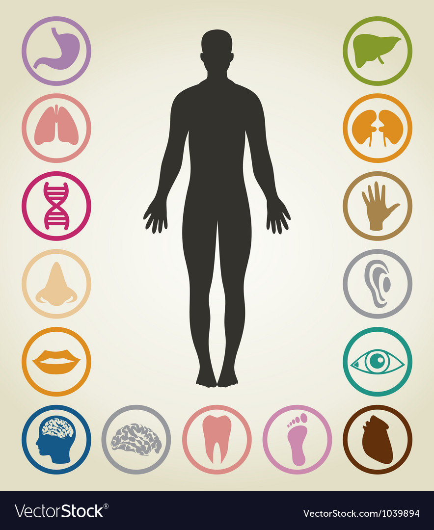 Bodies person Royalty Free Vector Image - VectorStock