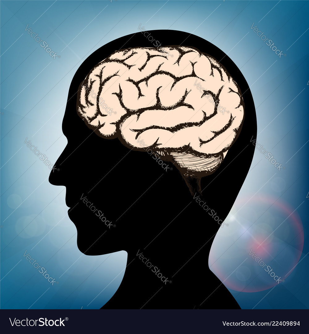 Brain Inside The Human Head Royalty Free Vector Image