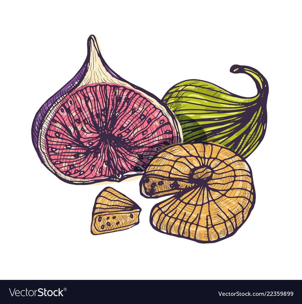 Gorgeous botanical drawing of tasty fresh