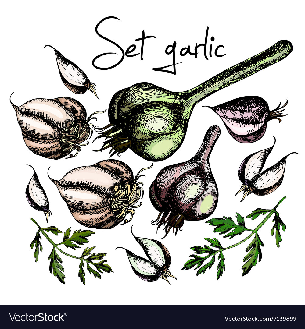 Set of garlic