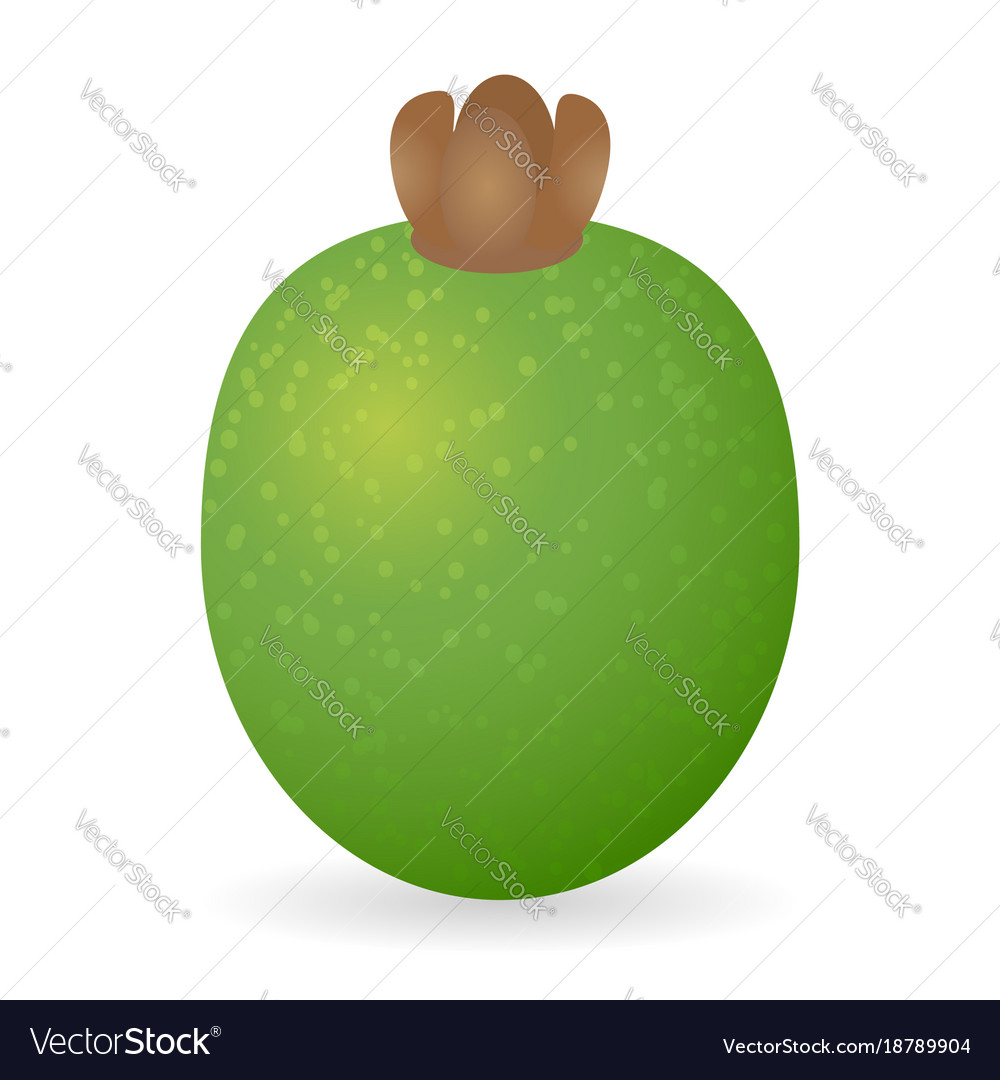Feijoa isolated