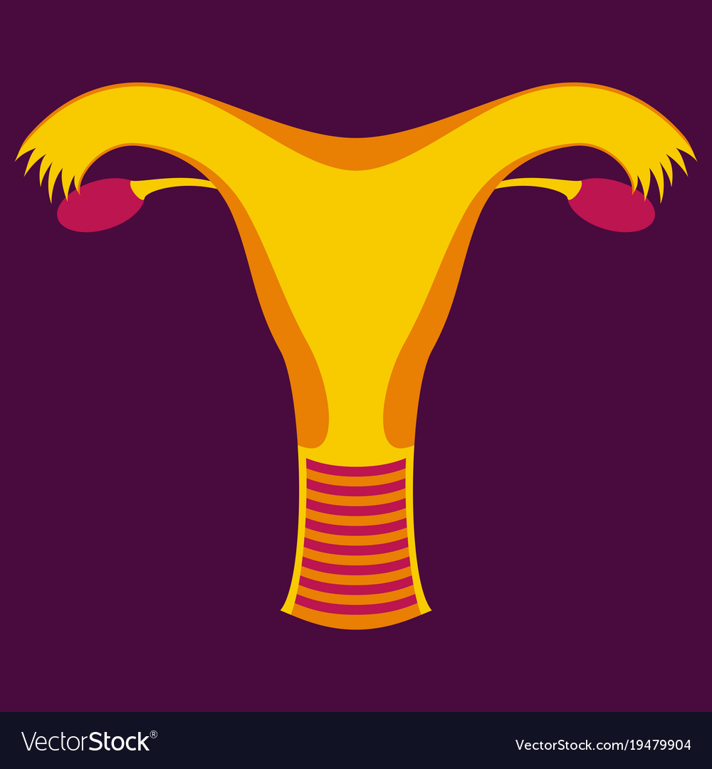 Uterus human internal organs flat Royalty Free Vector Image