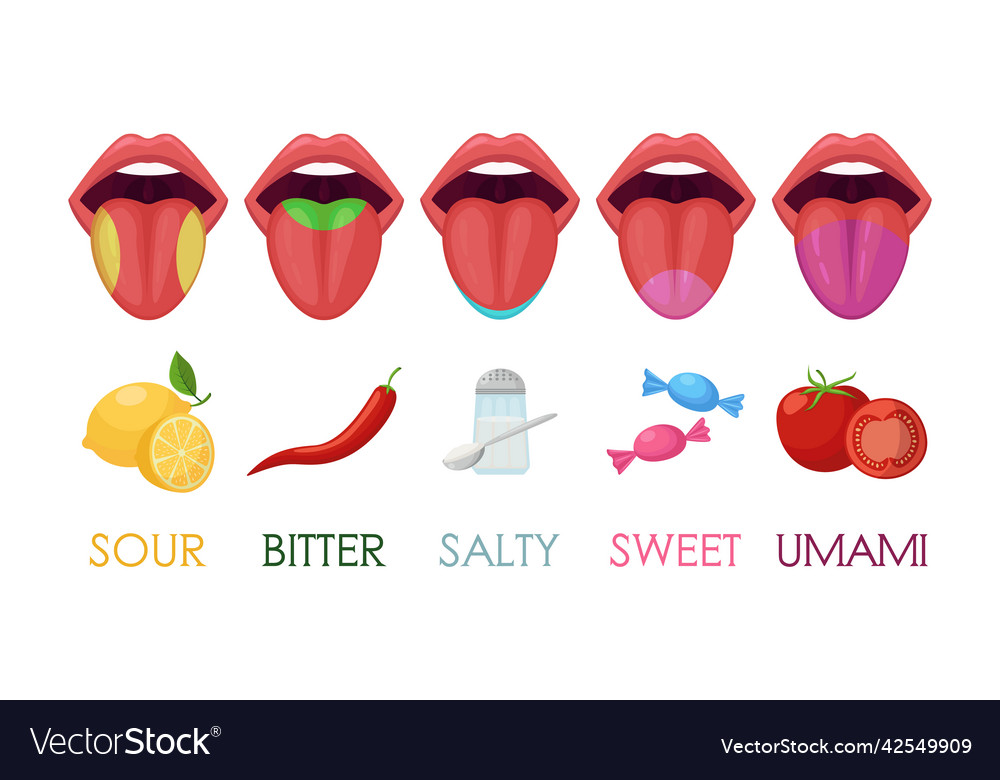 Five basic taste areas on human tongue set Vector Image