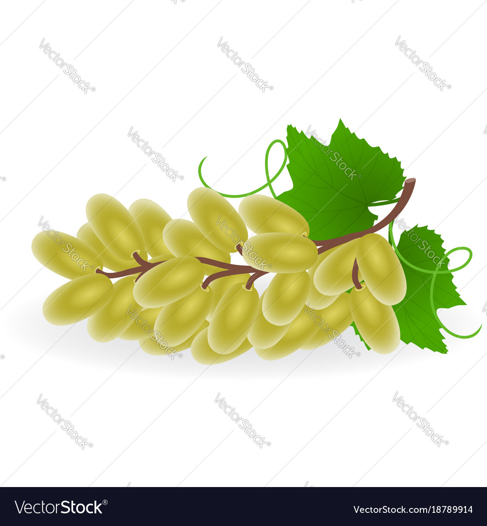 Grape isolated