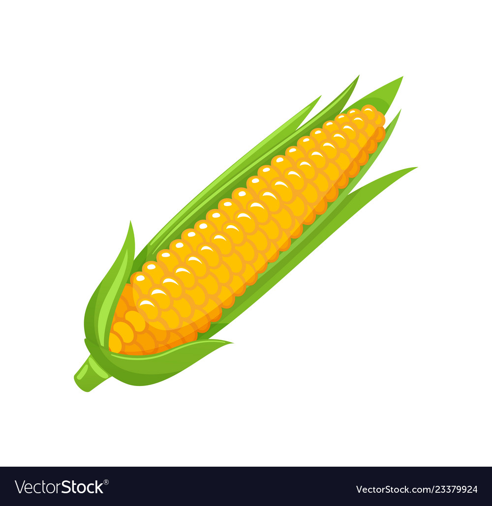Corn food organic agriculture meal icon vector image Corn food organic agriculture meal icon