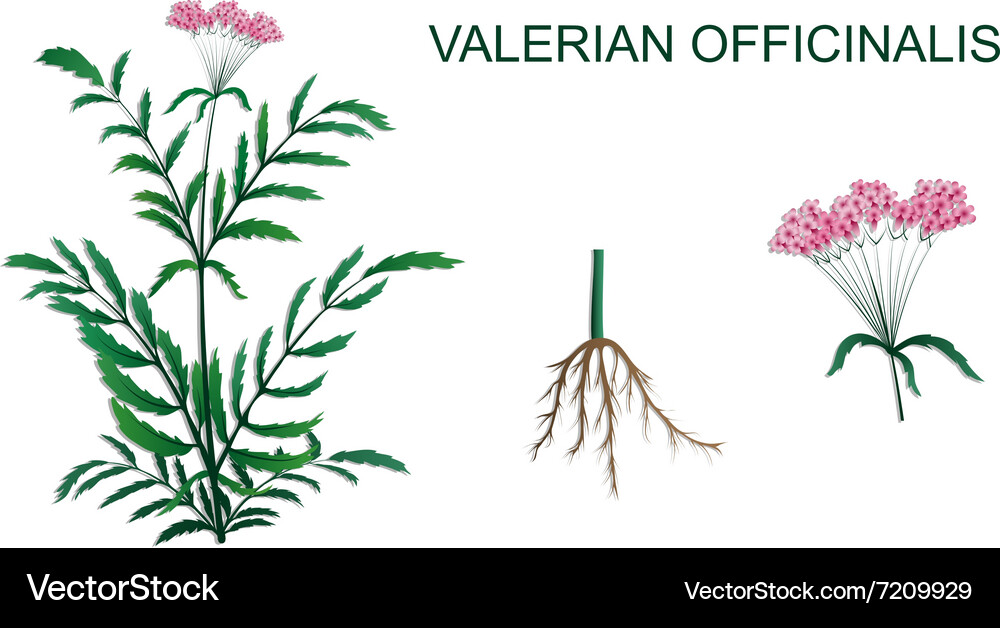 Valerian Officinalis Royalty Free Vector Image