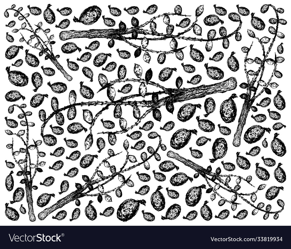 Hand drawn background saw palmetto berries Vector Image