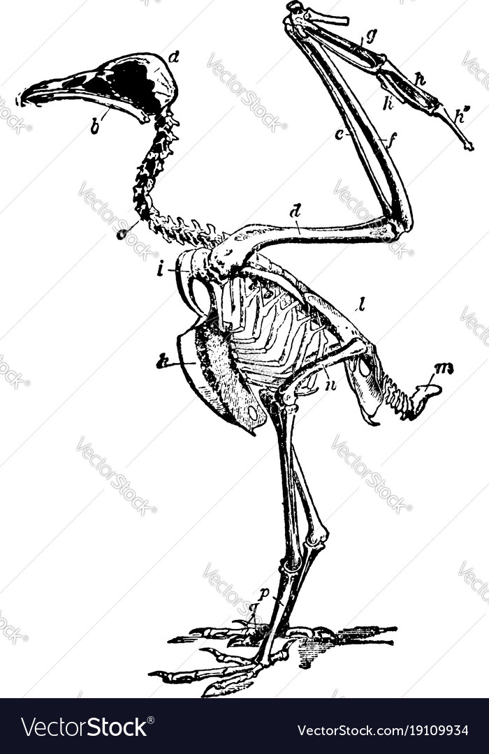 Vulture skeleton vintage Royalty Free Vector Image