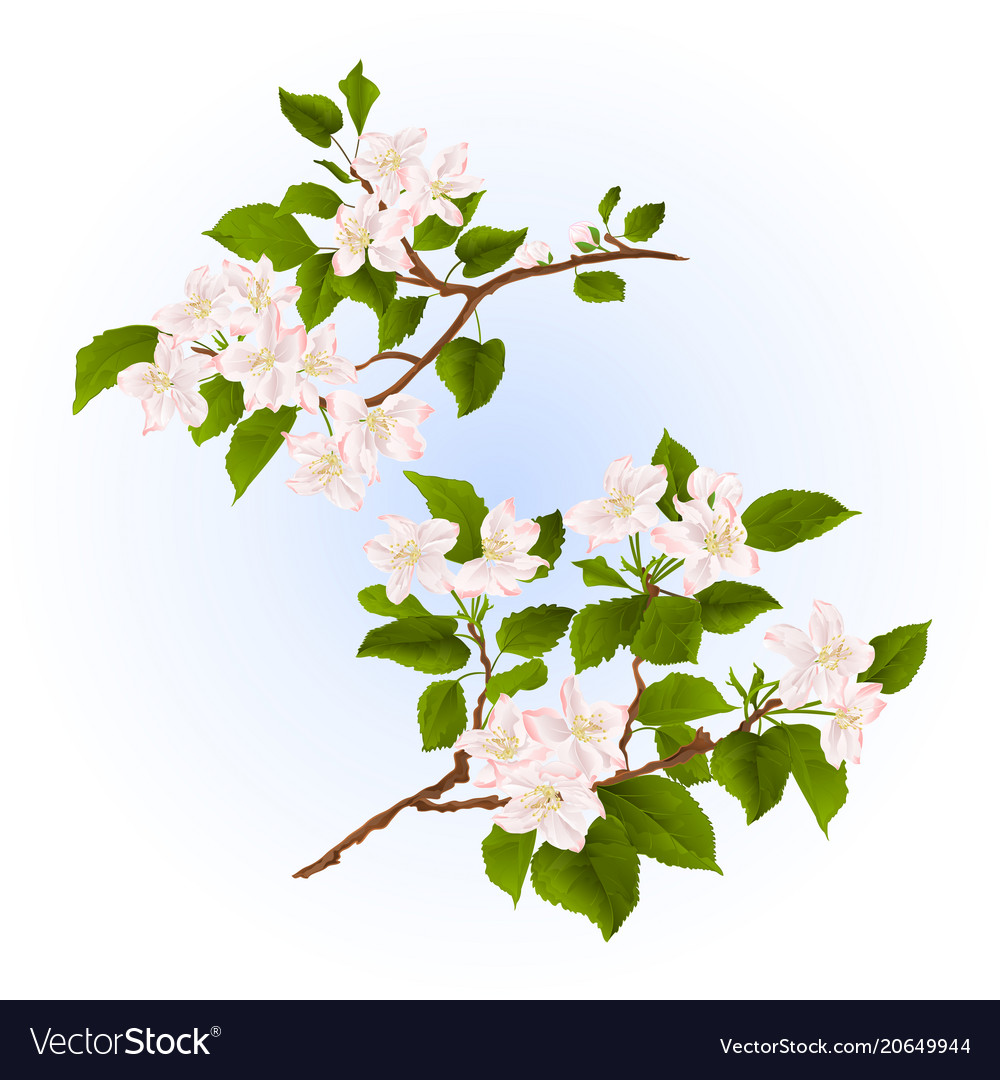 Branches of apple tree with flowers set two Vector Image