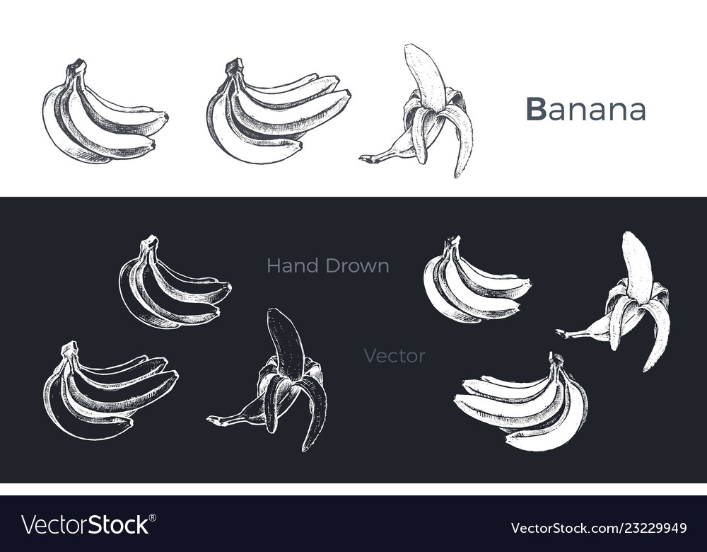 Hand gezeichnete Bananen Früchte Skizze Set