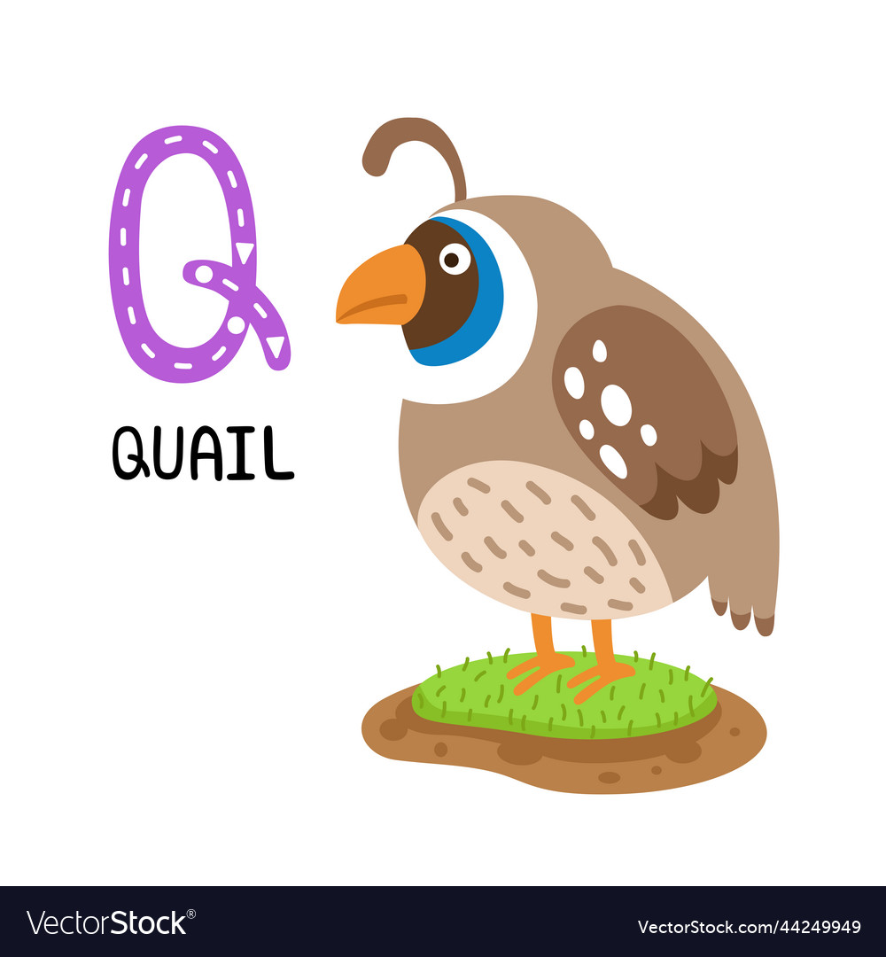 Isolated animal alphabet letter q-quail Royalty Free Vector