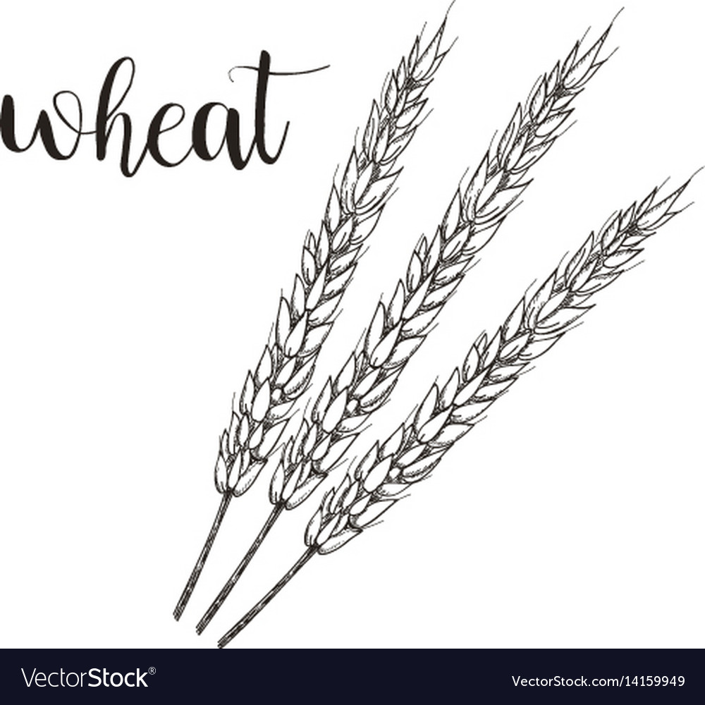 Wheat sketch hand