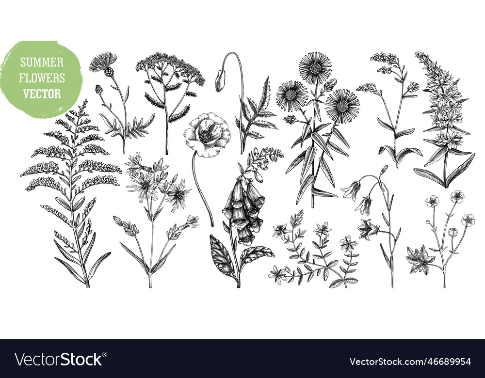 Hand Drawn Summer Flower Sketches Collection Vector Image