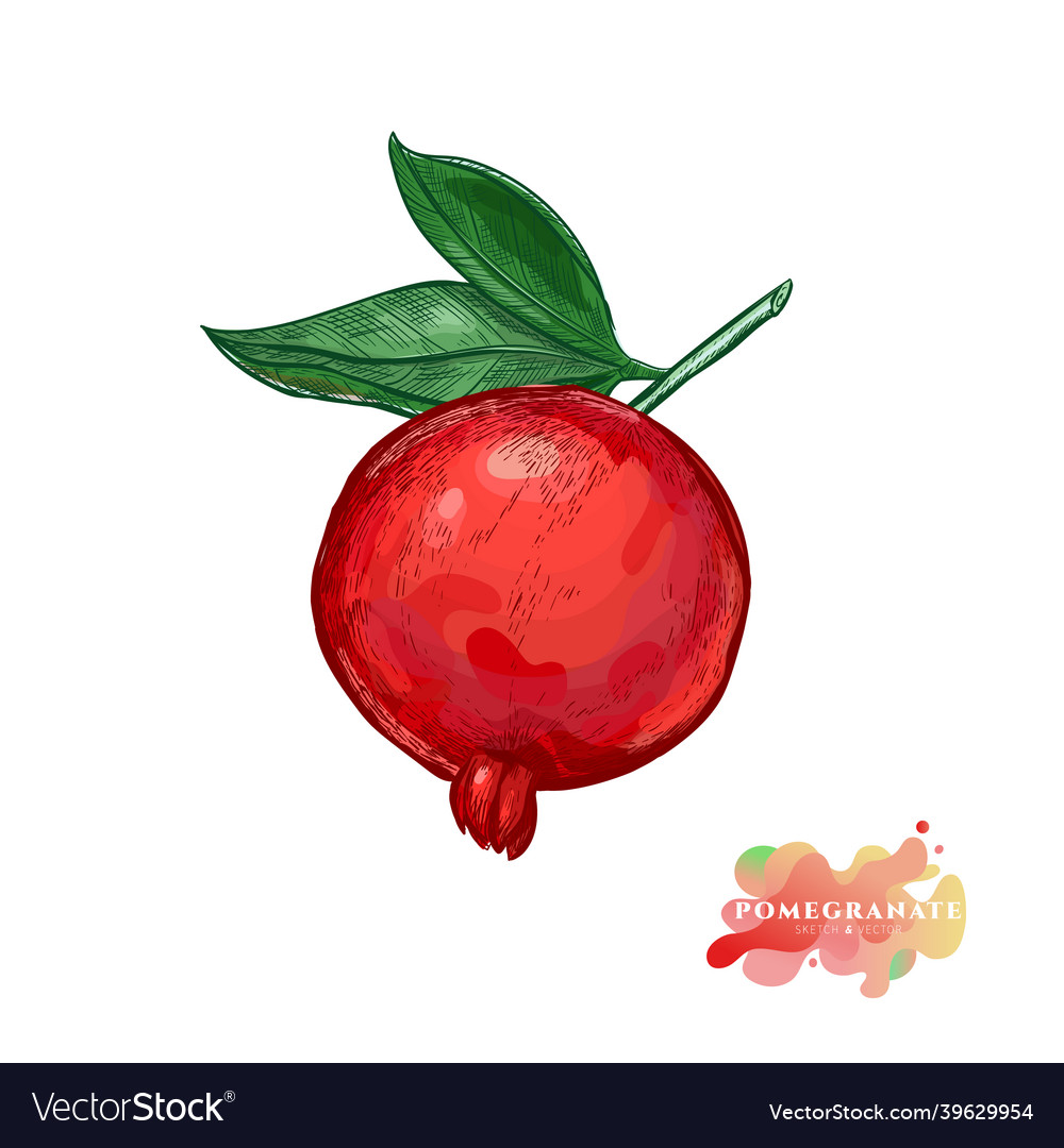 Red large pomegranate on a branch in sketch vector image Red large pomegranate on a branch in sketch
