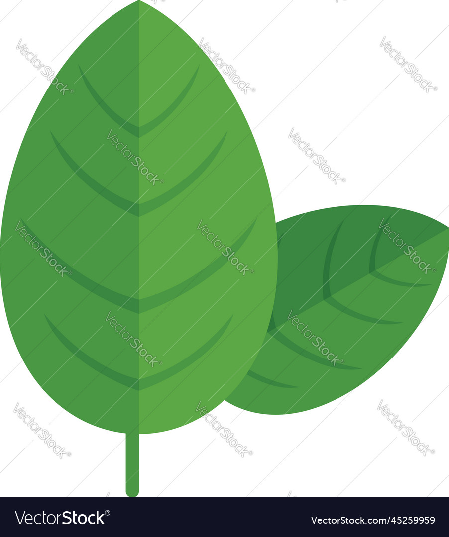 Basil spice leaf icon flat herb plant Royalty Free Vector