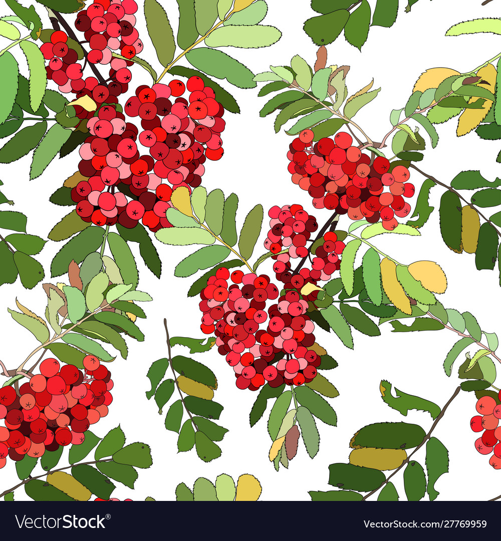 Beautiful color seamless pattern with red berries vector image Beautiful color seamless pattern with red berries