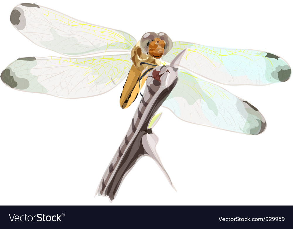 Dragon-fly Royalty Free Vector Image - VectorStock