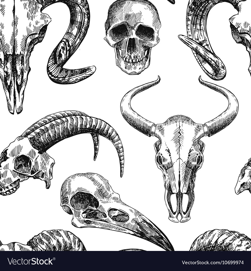 Images Of Animal Skull Drawing Step By Step