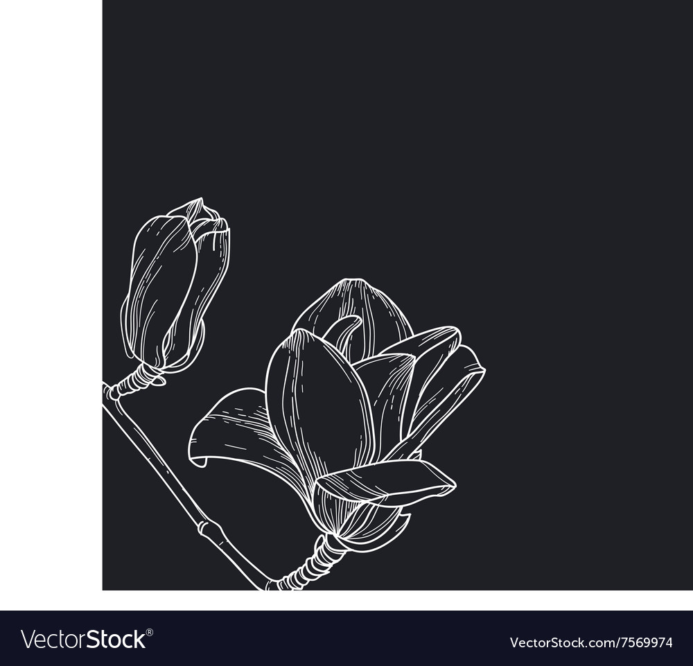Magnolia on Dark Background