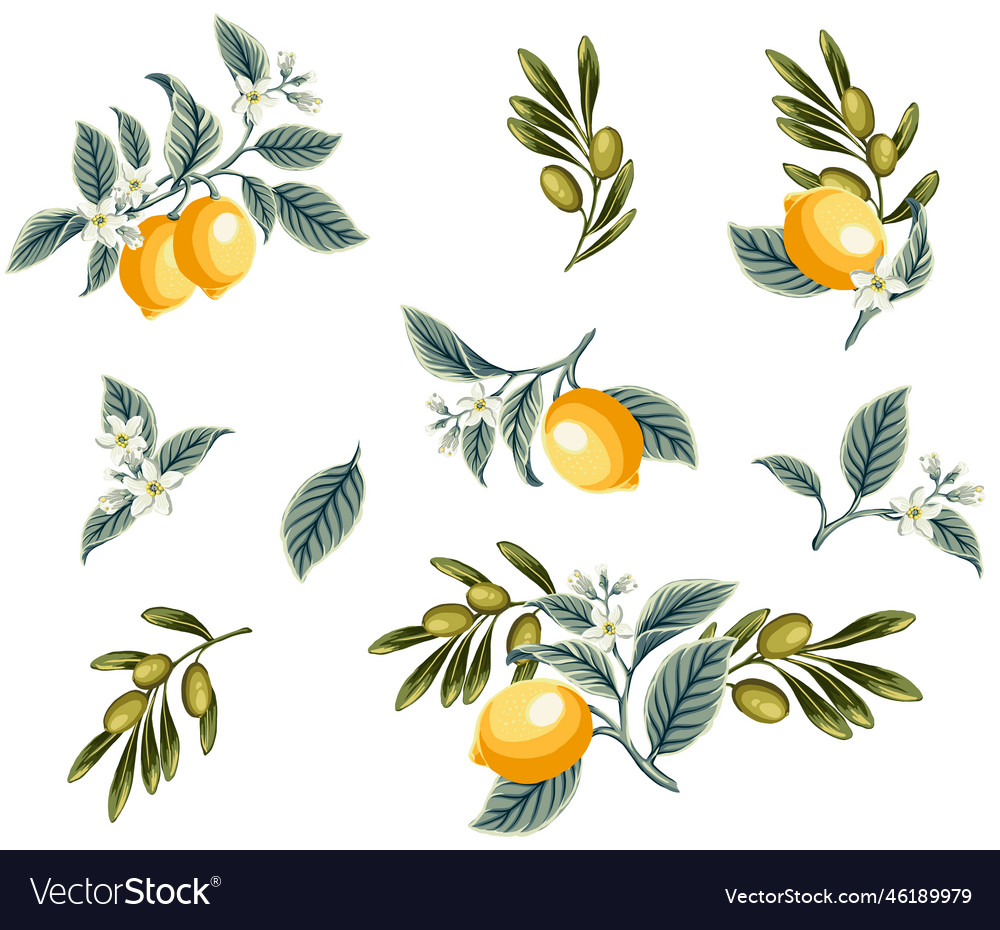 Lemon slices olives and olive branch set