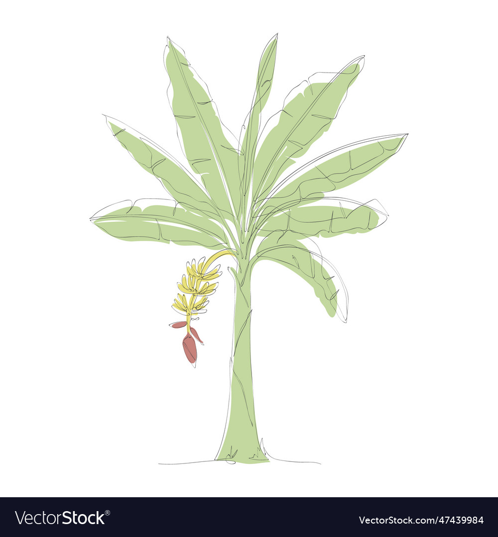 One continuous line drawing of banana tree