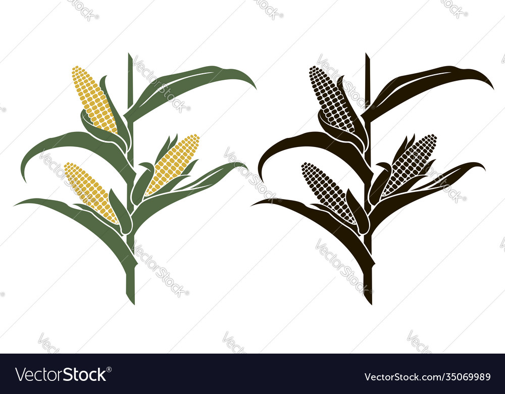 Corn stalk Royalty Free Vector Image - VectorStock