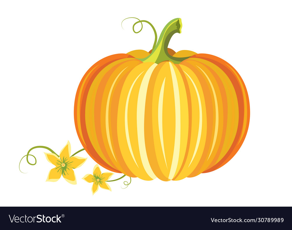 Orange pumpkin isolated on white background