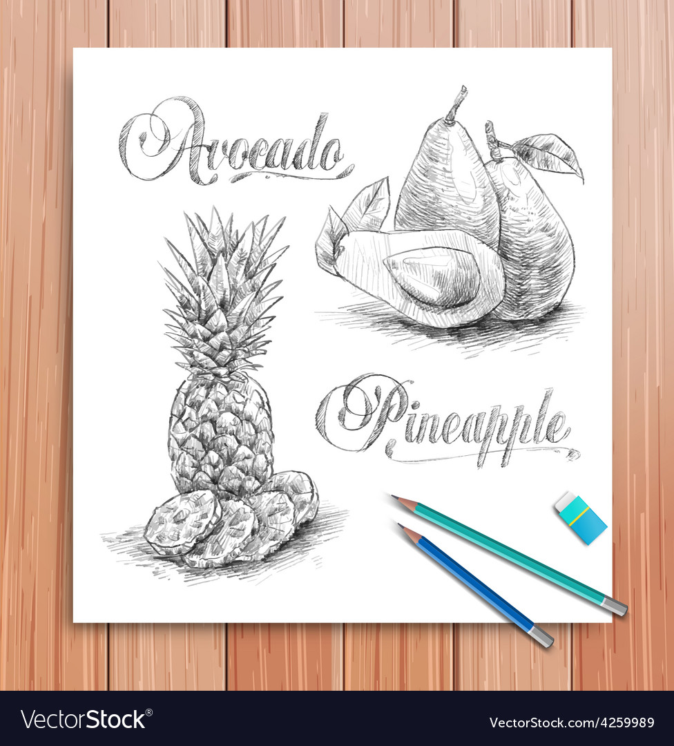 Realistic Sketch Fruits Avocado And Royalty Free Vector vectorstock