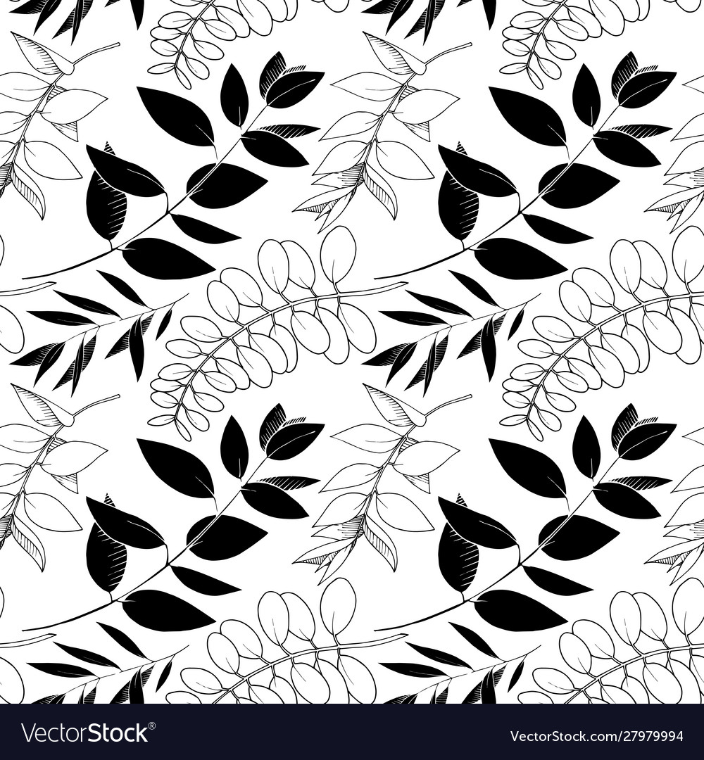Eucalyptus leaves branch black and white vector image Eucalyptus leaves branch black and white
