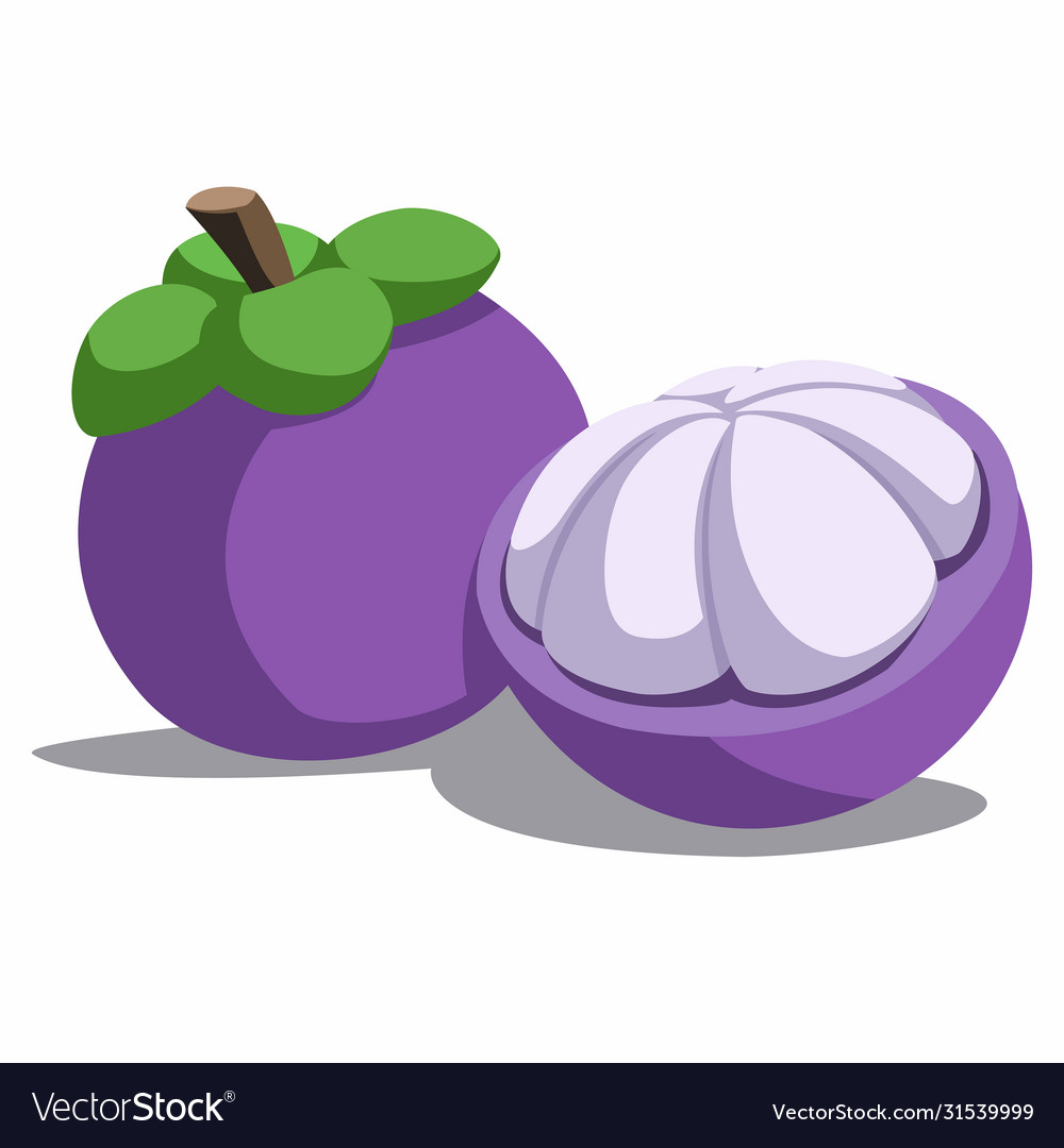 Mangosteen is a tropical fruit Royalty Free Vector Image