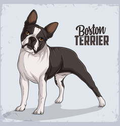 Full Cute Dog Breed Boston Terrier Standing