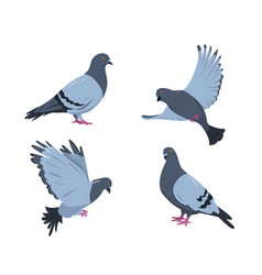 Cartoon rock doves bird city pigeon birds flying Vector Image