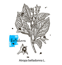 Botanical Of Belladonna Hand Drawn