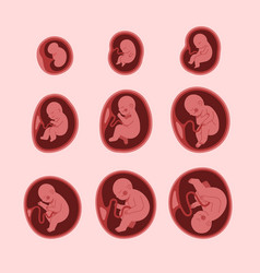 Hand Drawn Flat Design Fetal Development