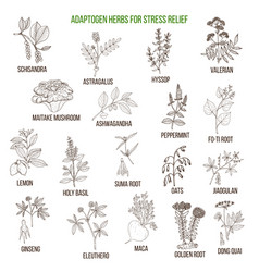 Best Adaptogen Herbs For Stress Relief