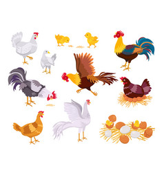 Cartoon Farm Chicken Family Rooster Hen And