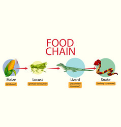 Science Food Chain Diagram