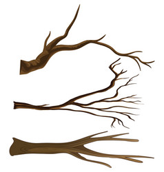 Set Of Different Tree Branches Isolated