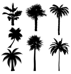 Palm Trees Silhouettes Tropical Trees