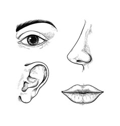 Face Sketch Engraved Ear And Nose Eye With Brow