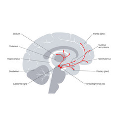 Dopamine Pathway Concept