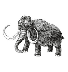 Woolly Mammoth Extinct Animal Sketch