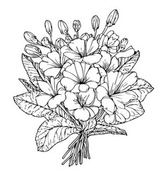 Easy Primrose Flower Drawing Bouquet Primula