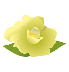 Gardenia Flower Cartoon 3