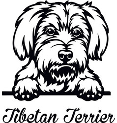 Tibetan Terrier Peeking Dog - Head Isolated